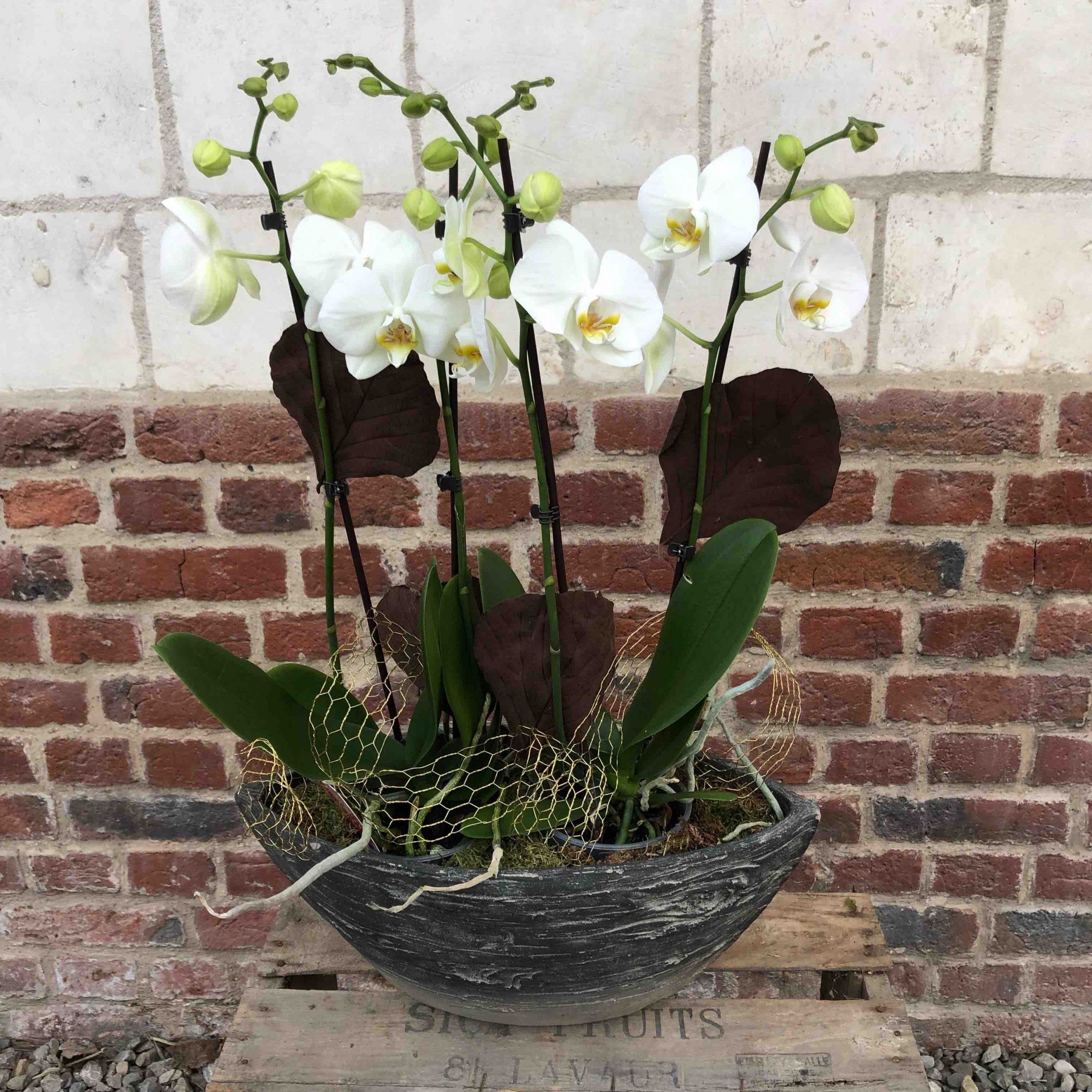 Orchidée blanche en pot - Livraison de fleurs